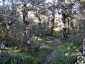 thn_NZ leden-unor 2006 209.jpg
